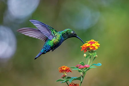 A green-throated carib hummingbird feeds from a tropical flower.