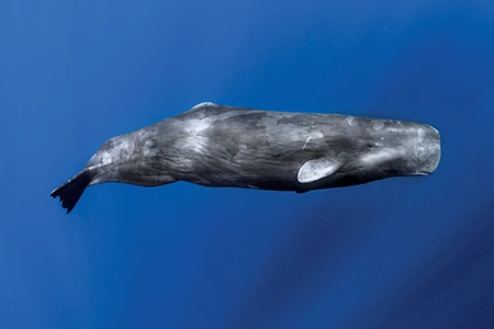 A sperm whale glides past on its side.