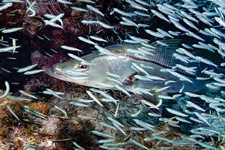 A snook shares an overhang with silversides