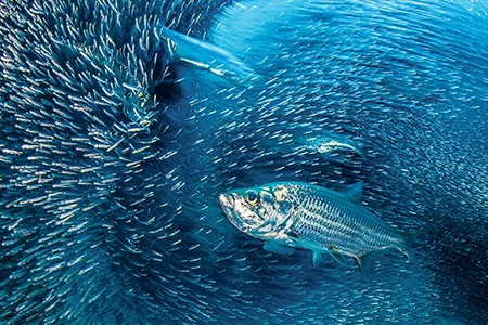 A group of tarpon hunting a school
of silversides in a coral cavern