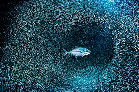 A bar jack hunts a school of silversides in a coral cavern