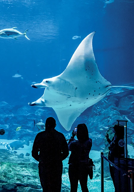 Guests at Georgia Aquarium witness the majesty of a manta ray up close