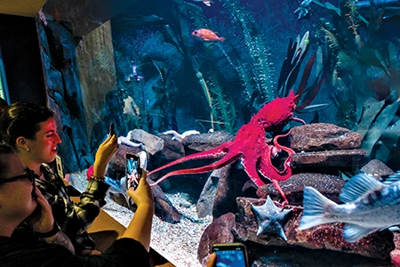 A guest photographs one of the resident octopuses