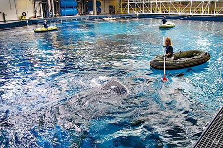 Feeding time for the whale sharks at Georgia Aquarium