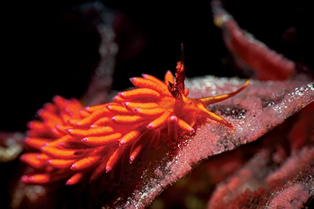 The Favorinus nudibranch preys on the eggs of other sea slugs