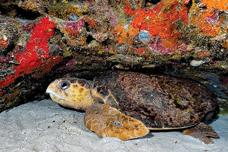 A loggerhead sea turtle rests beneath a coral overhang