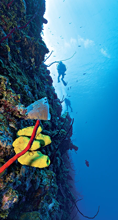Tube and rope sponges decorate the vertical precipice at Great Wall West on Bloody Bay.