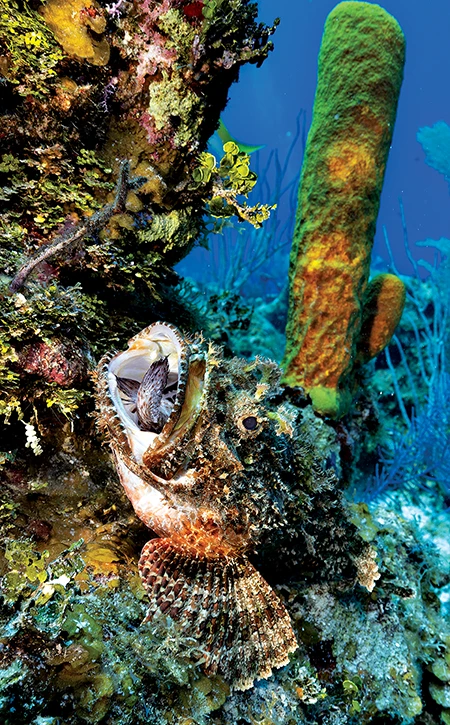 A spotted scorpionfish was camouflaged along the seafloor at Dot’s Hot Spot