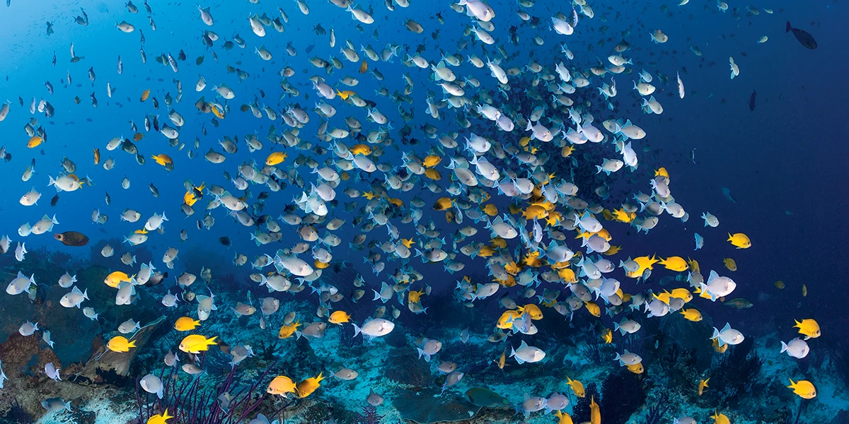 Early Morning Rush Hour with School of Redtoothed Triggerfish