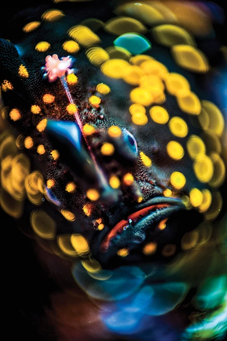 Reverse Ring Macro Combination Lens on a Frogfish