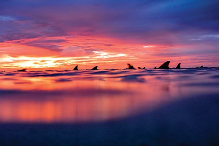 Art Meets Science, Aldabra Atoll