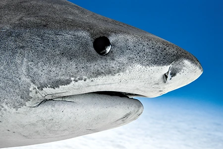 Close Portrait of a Tiger Shark in the Bahamas