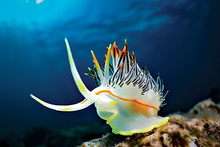 Caloria militaris is a large nudibranch with orange-tipped cerata and smooth, orange-tipped rhinophores.