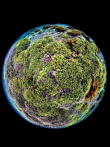 World of Acropora in Melissa’s Garden in Raja Ampat, Indonesia