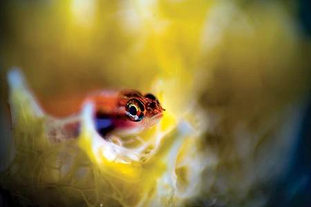 Striped Triplefin Goby