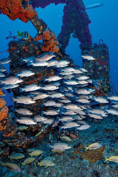 The Duane has become a mecca for marine life.