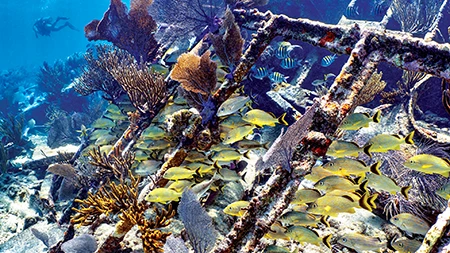 bluestriped grunts find shelter in the Mandalay