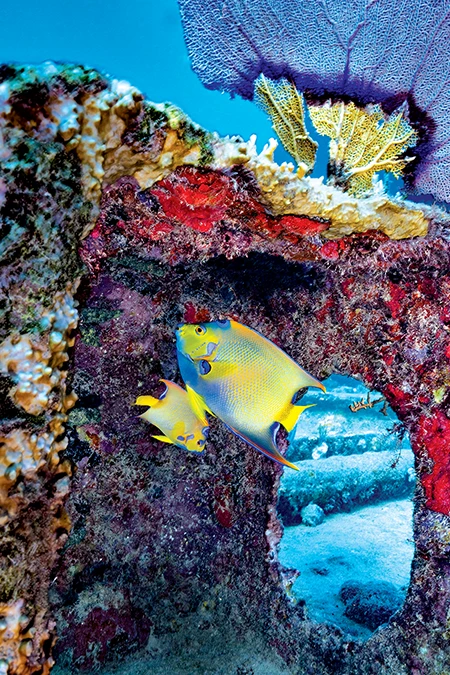 A pair of queen angelfish