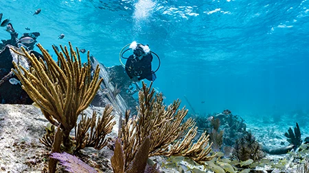 A diver explores the Mandalay