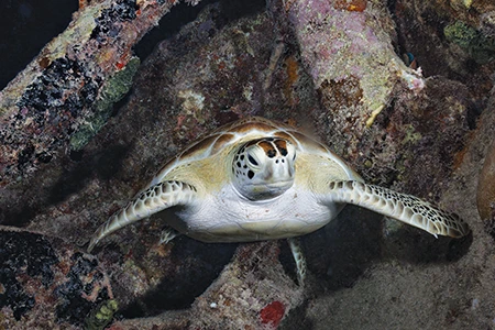 The Benwood wreck hosts large schools of fish by day, and at night it becomes a green turtle refuge.