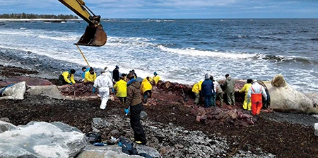 A team of 35 Dalhousie biology students, Marine Animal Response Society personnel, veterinary pathologists and museum specialists descended on the whale carcass
