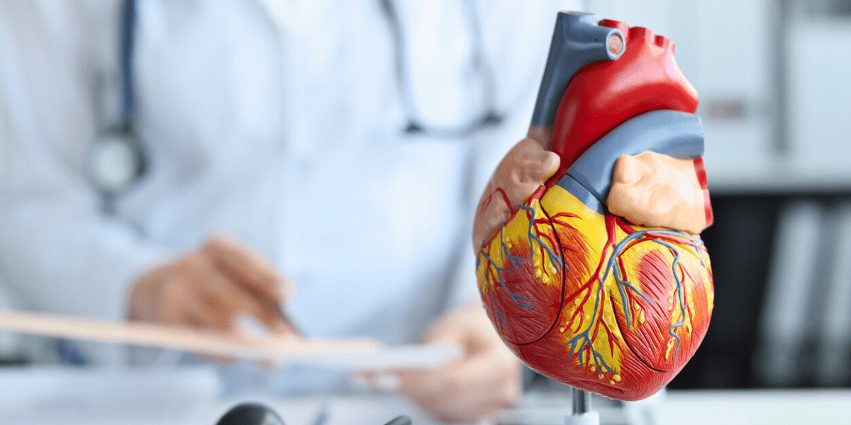 model of human heart