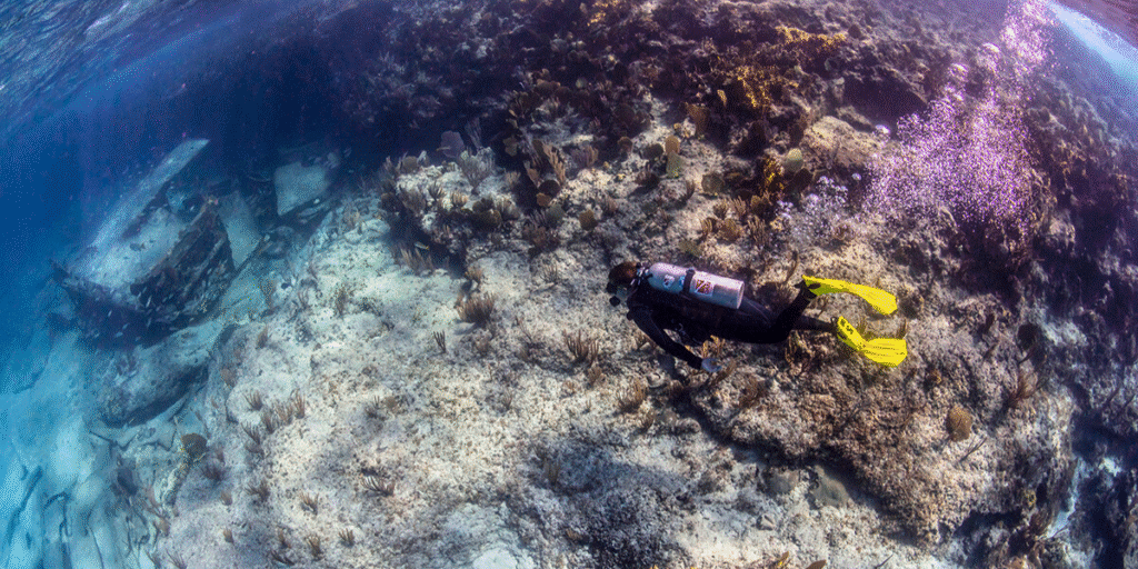 Know Your Benefits: DAN Membership & Dive Accident Insurance