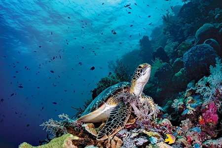 green sea turtle