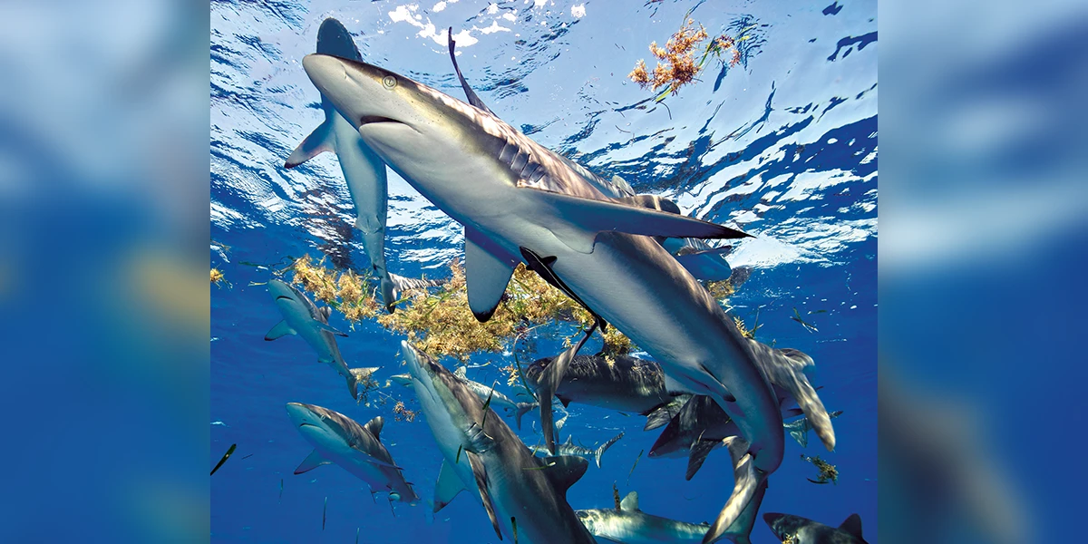 Silky sharks in Cuba&rsquo;s Jardines de la Reina
