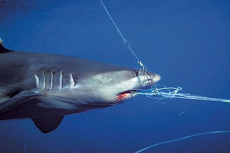 Shark caught with longlines.