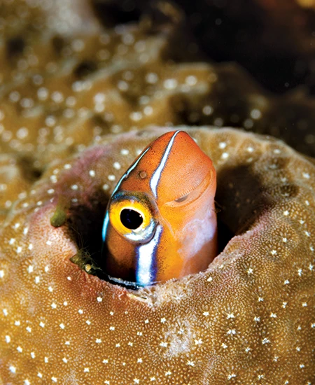 A bluestriped fangblenny.