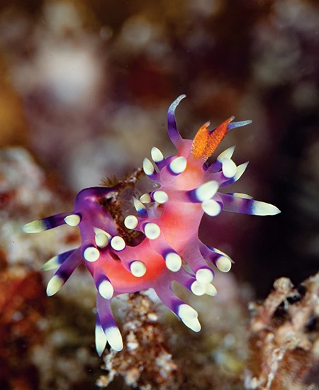 Flabellina, also known as Cole’s nudibranch.
