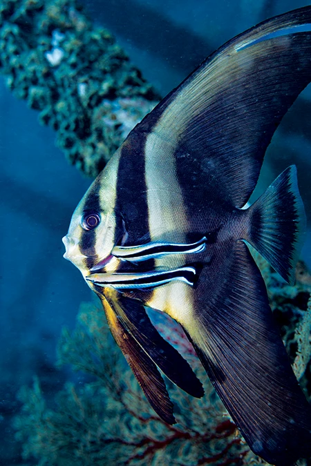 A juvenile longfin spadefish, also known as a longfin batfish, visits a cleaning station beneath one of the many piers lining Derawan Island.