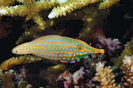 A longnose filefish, also known as an orange-spotted filefish.