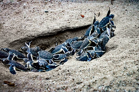 nesting area with green sea turtles