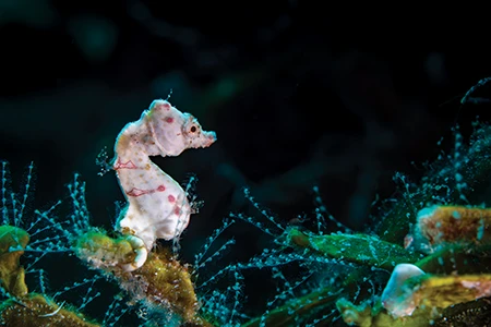 A tiny Pontoh’s pygmy seahorse