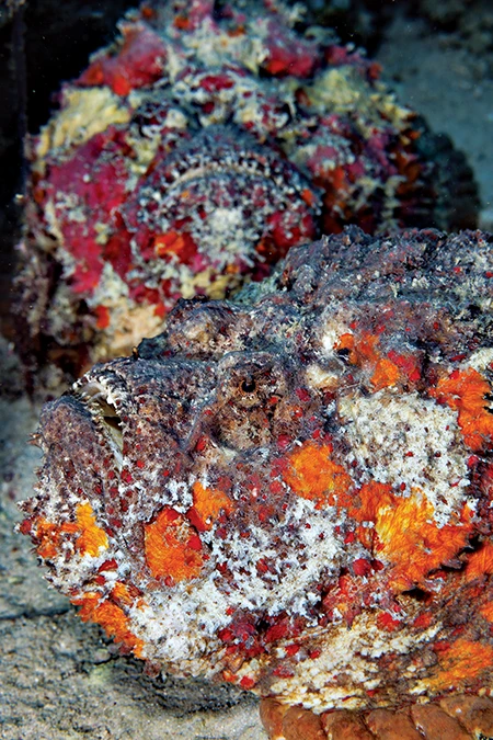 A pair of reef stonefish rests on the seafloor beneath a pier at Darma Point off Derawan Island. 