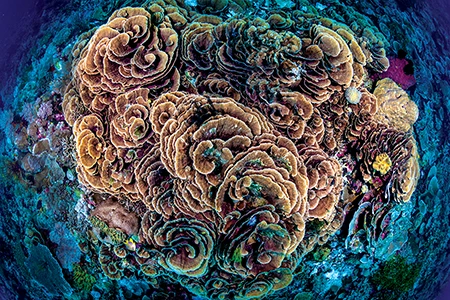 formation of plate corals 