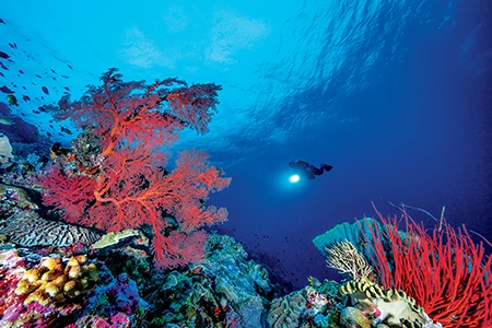 A diver at Fan 38 East