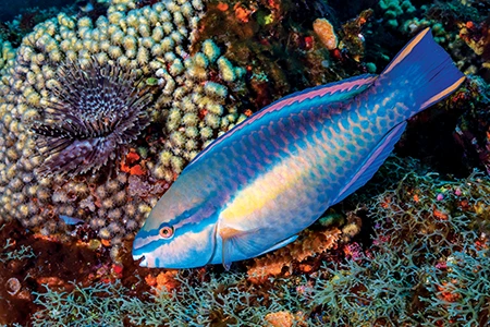 Princess parrotfish