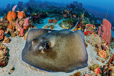 A southern stingray glides along a reef with sponges.