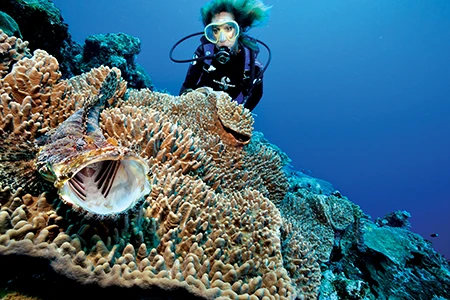 Diver with coral reef.