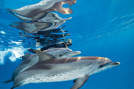 Diver swims alongside two dolphins. Their reflection shows on the surface of the water.