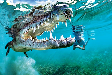 Diver poses alongside a crocodile.