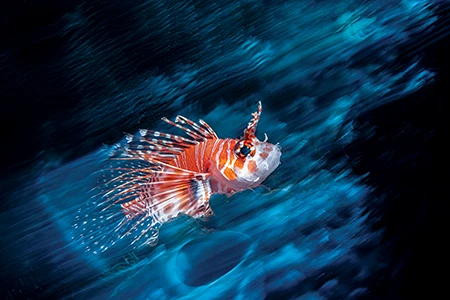 Lionfish on the Reef