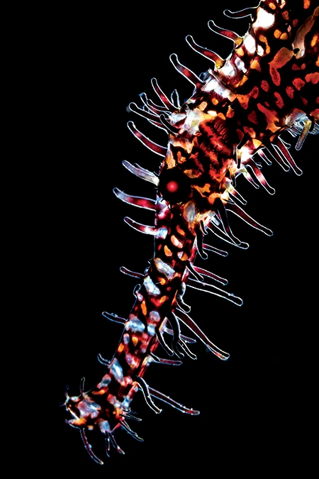 Backlit Ghost Ornate Pipefish