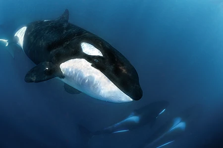 Orcas.