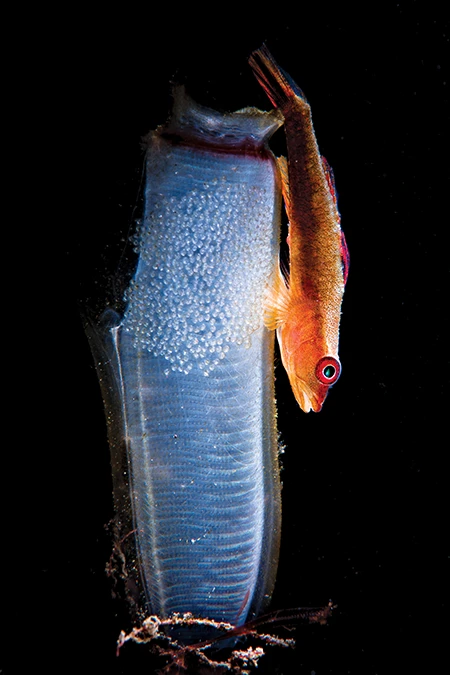 Goby with Eggs on Tunicate