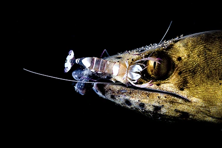 Snake Eel and Cleaner Shrimp