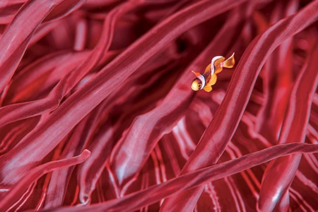 Juvenile Clownfish in an Anemone